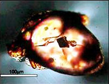 Diamont inclusion in zircon Image: Martina Menneken